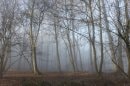 Forêt de Belbeuf